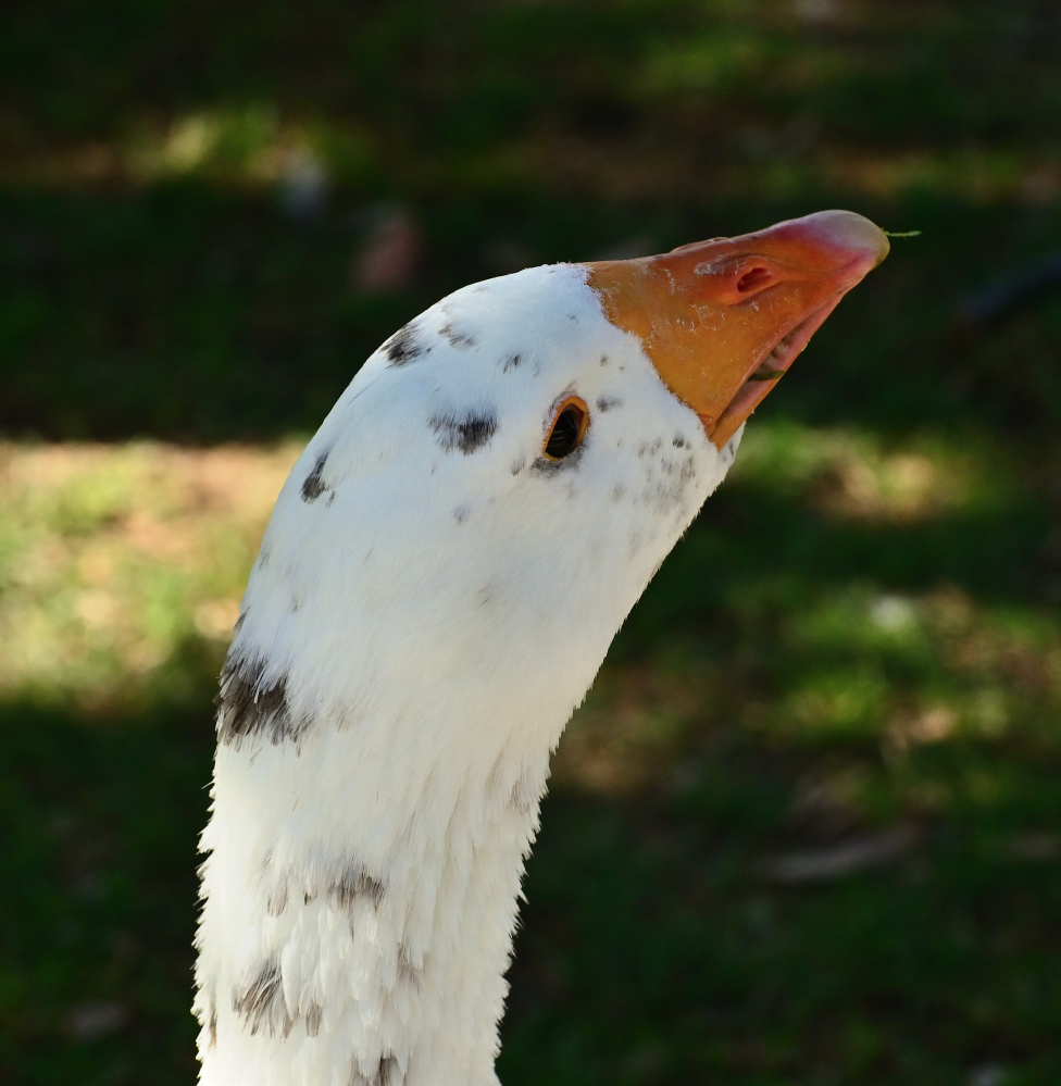ROY_6073_01.JPG