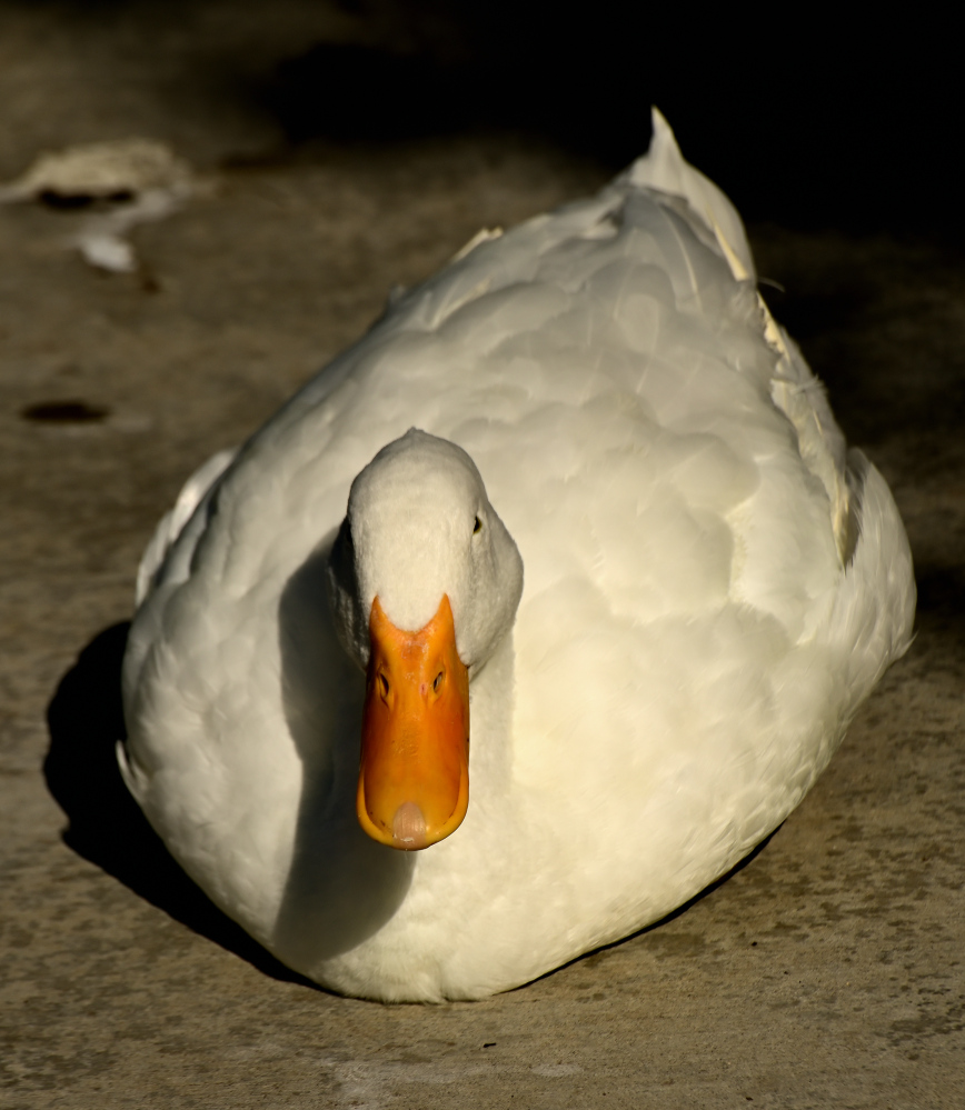 ROY_6075.JPG