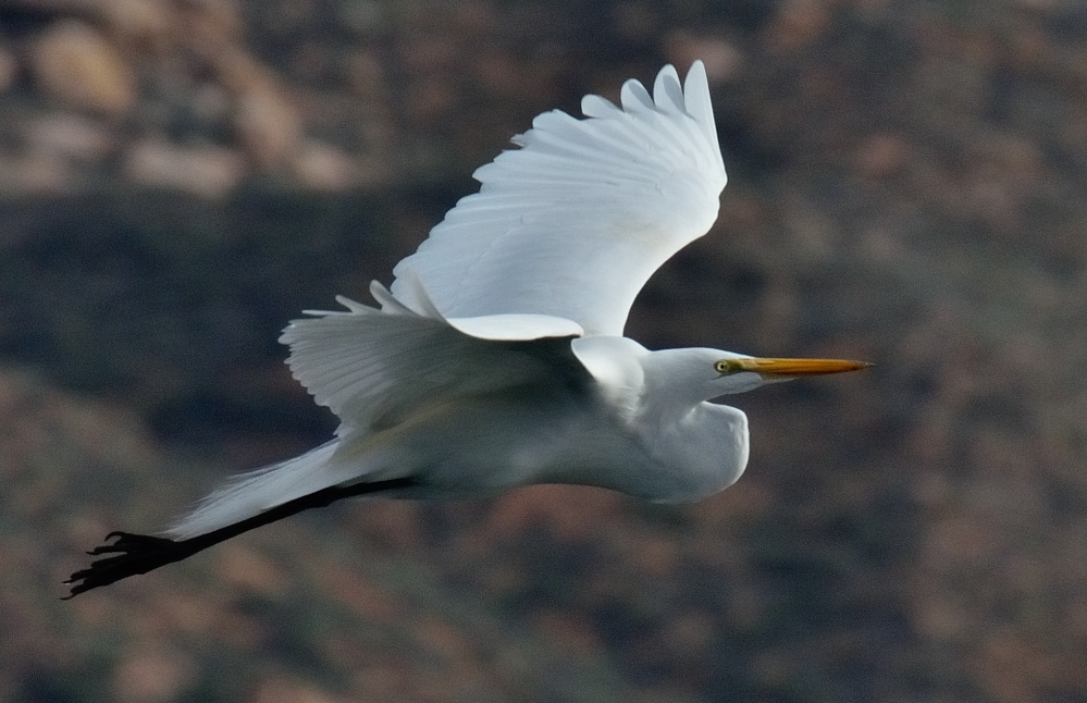 ROY_6119.JPG