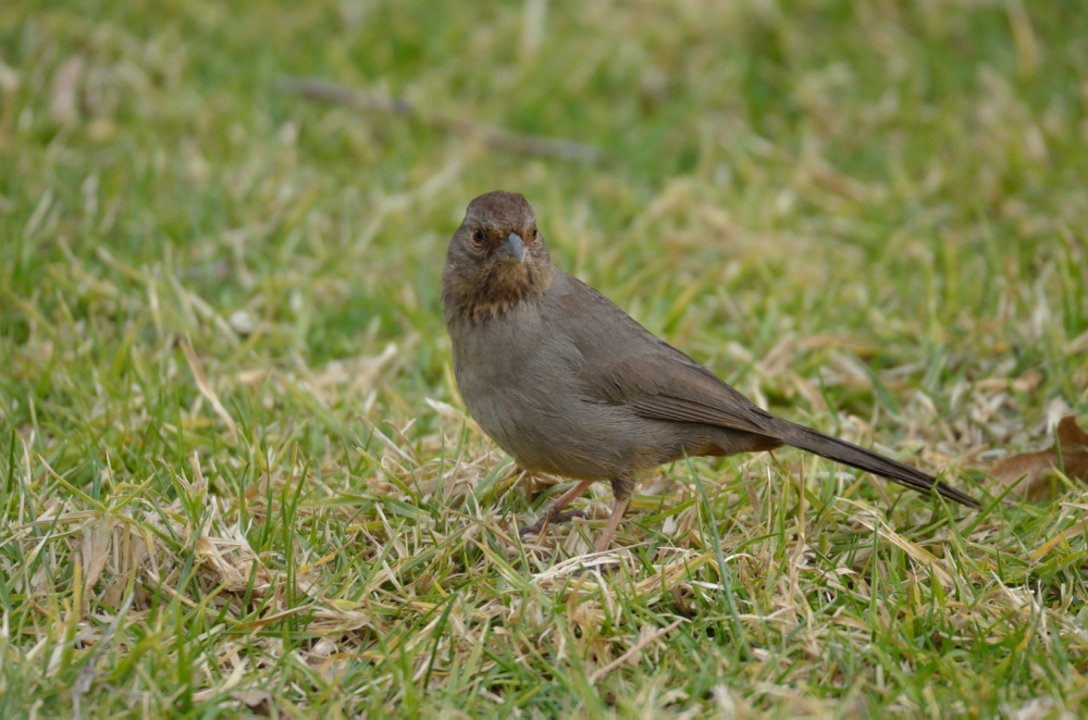 ROY_6230.JPG