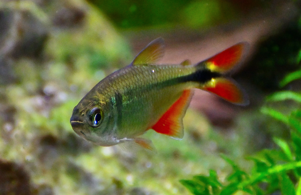 ROY_6250.JPG