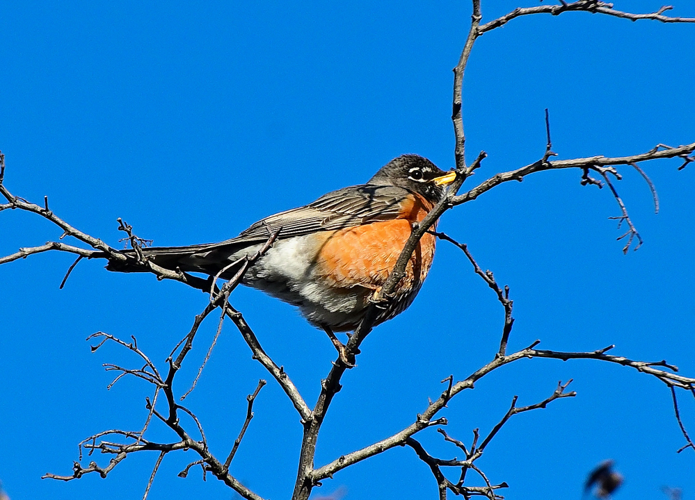 ROY_6289.JPG
