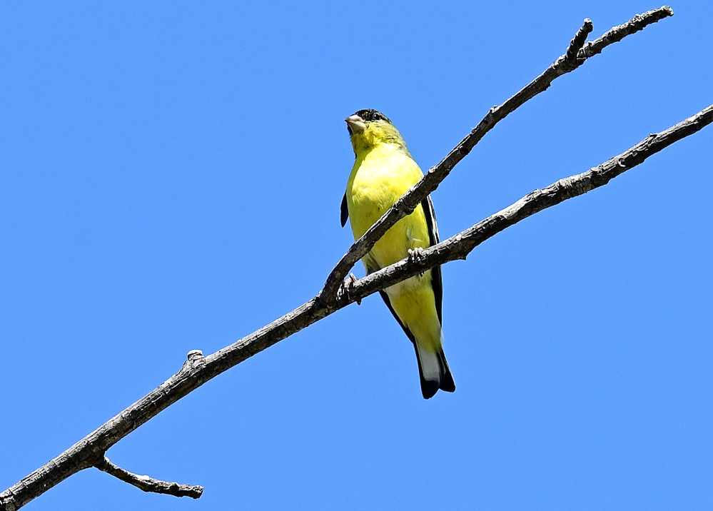 ROY_6306.JPG