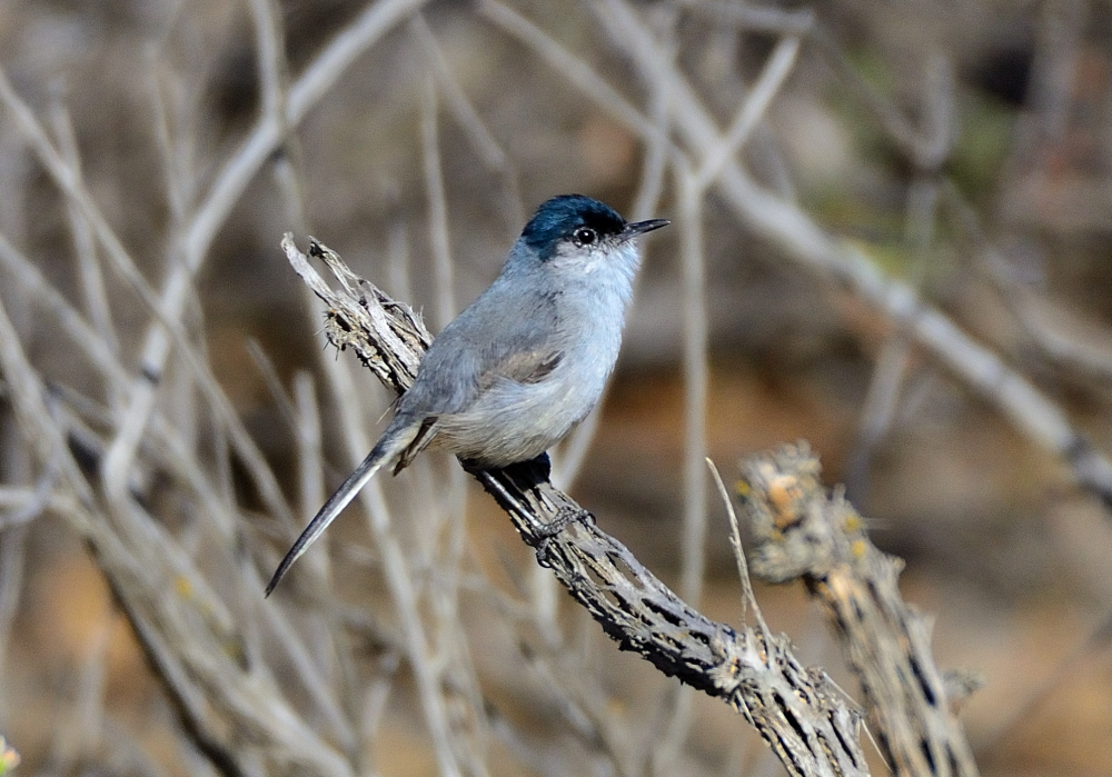 ROY_6327.JPG