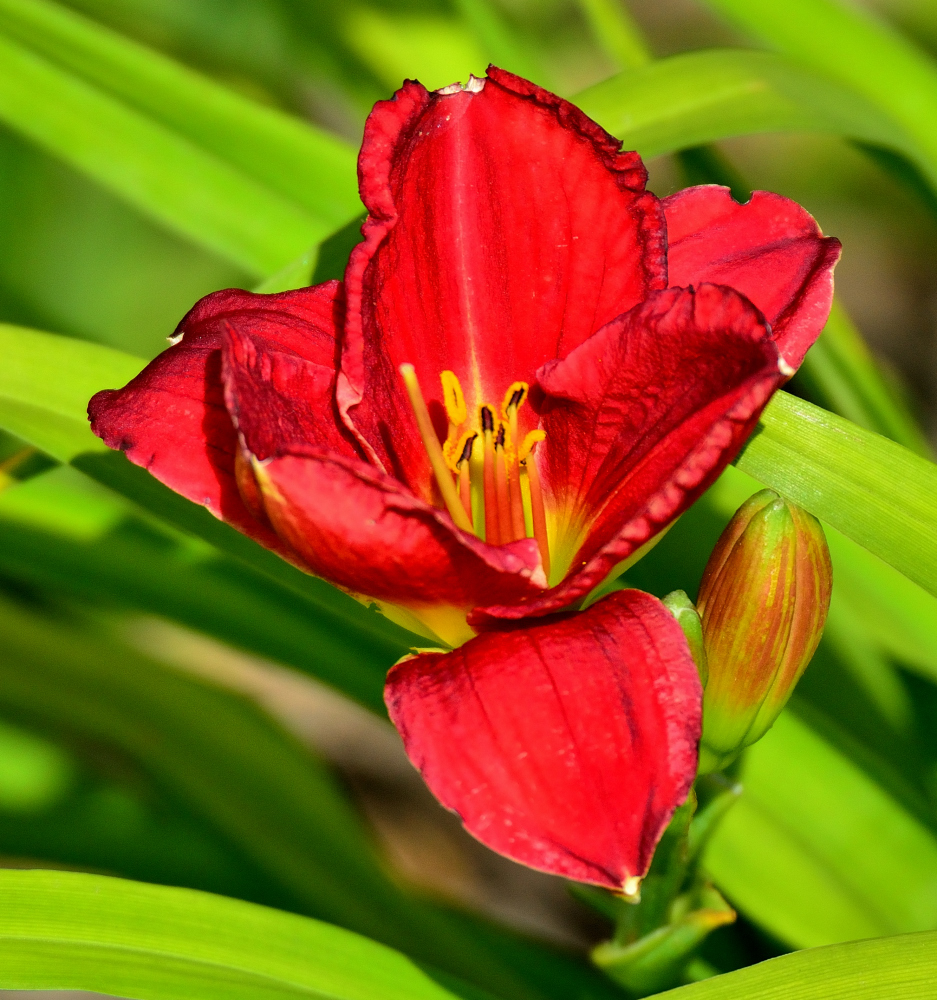 ROY_6371.JPG