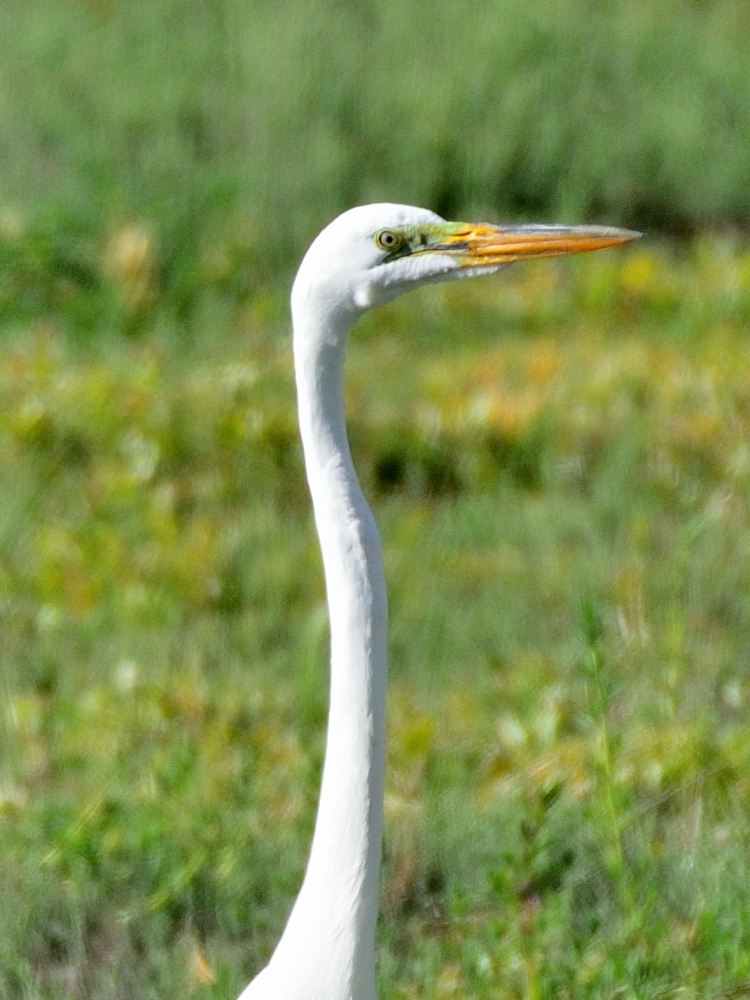 ROY_6390.JPG