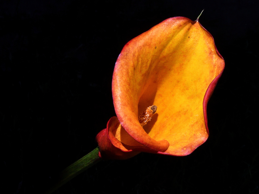 ROY_6408_01.JPG