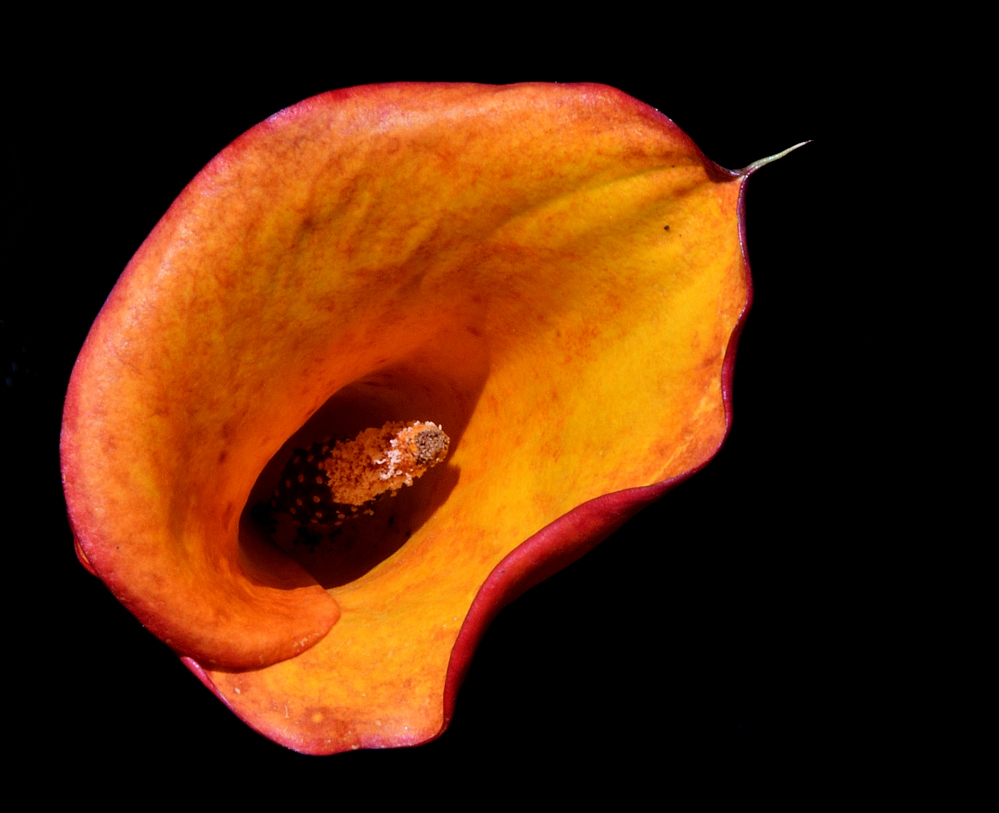 ROY_6411_01.JPG