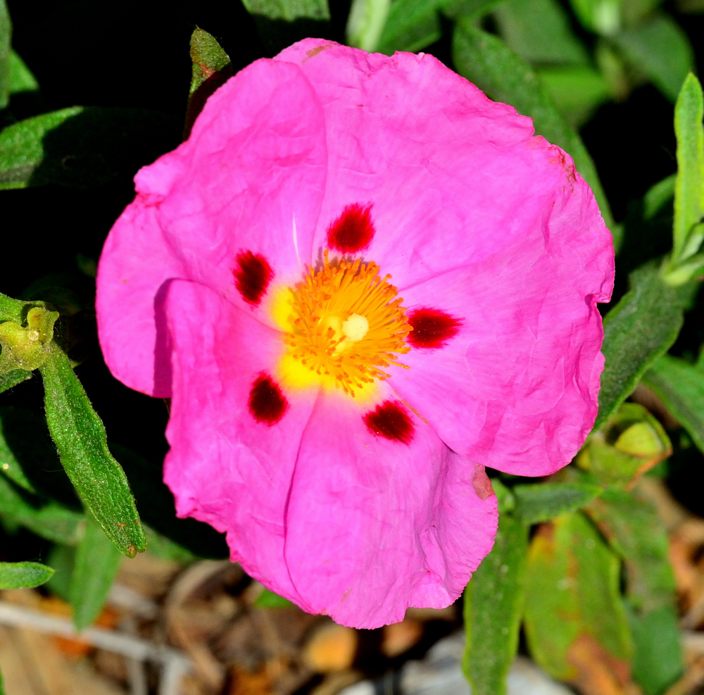 ROY_6415.JPG