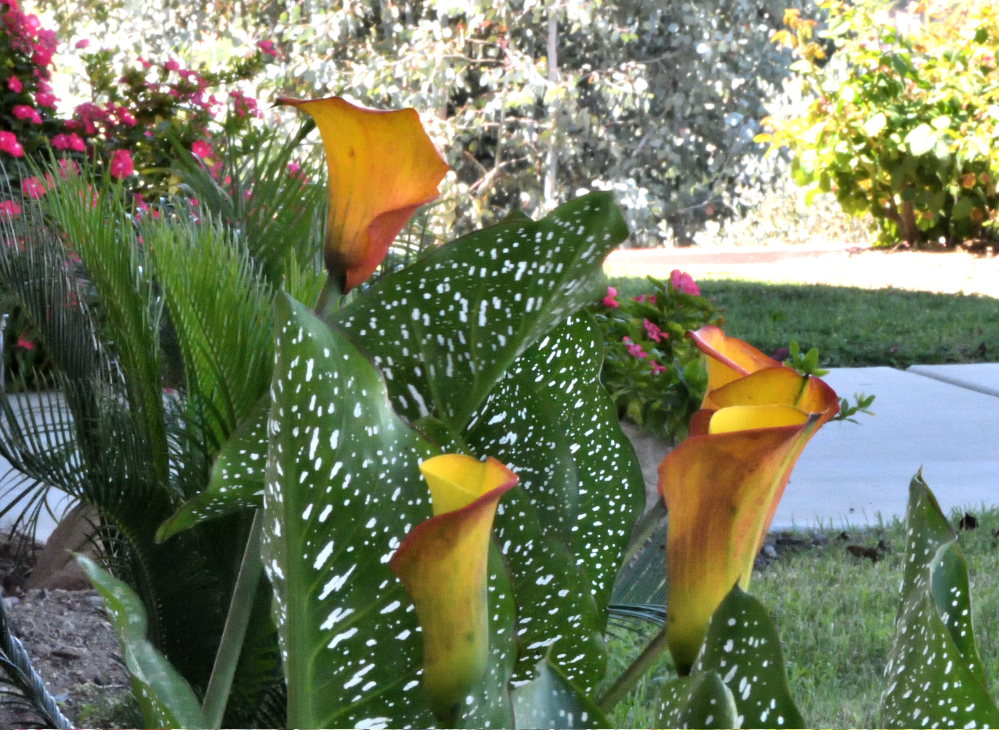 ROY_6455.JPG