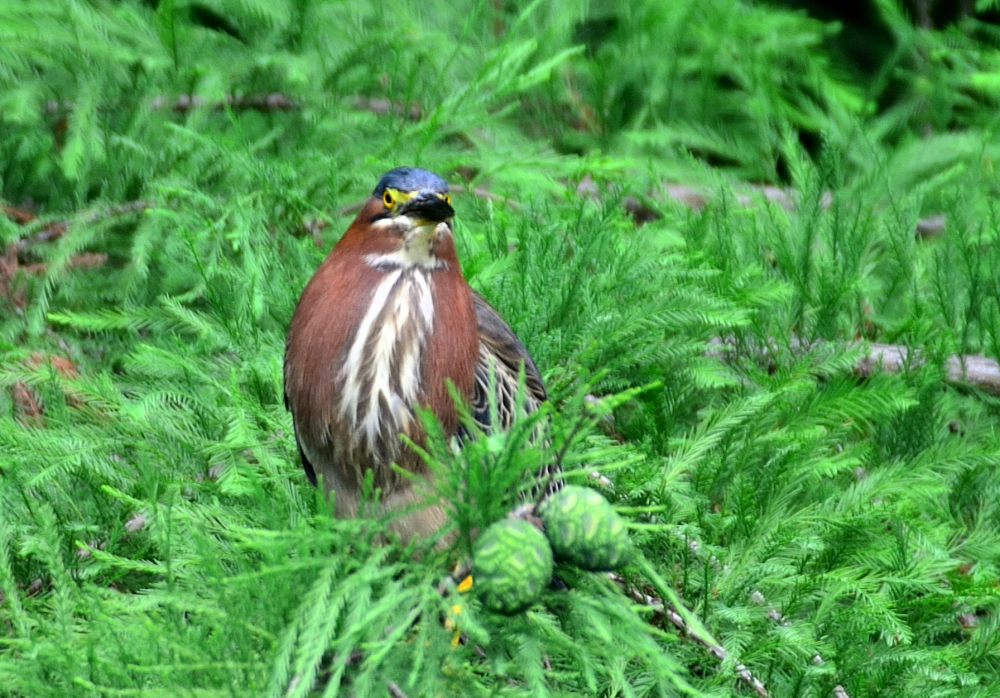 ROY_6459.JPG
