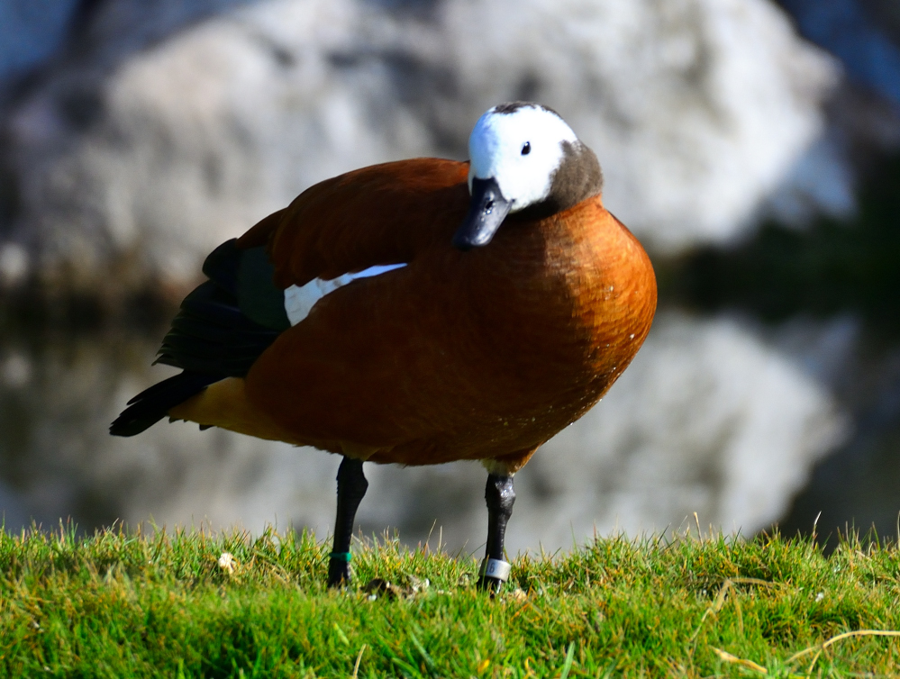 ROY_6564.JPG