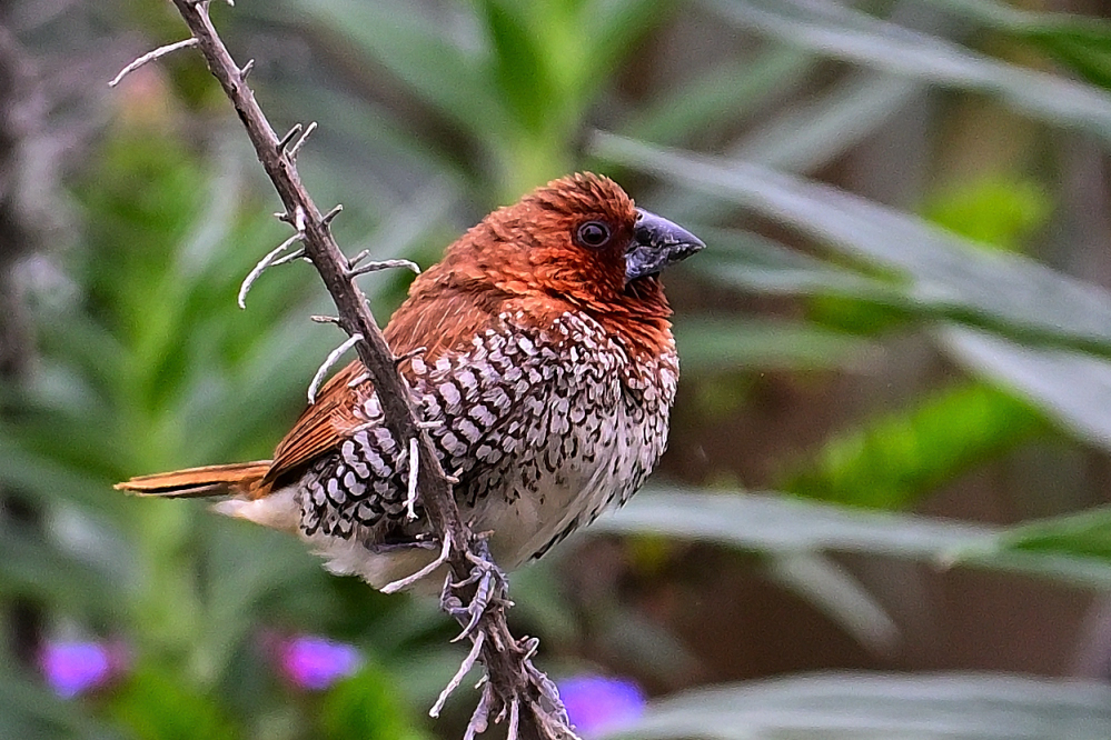 ROY_6591.JPG