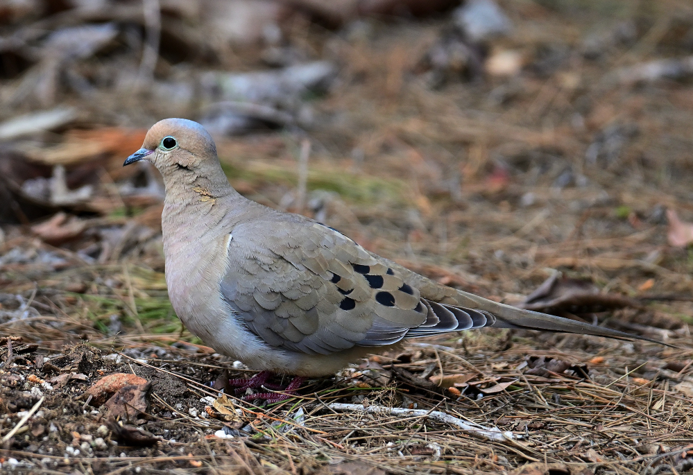 ROY_6606_01.JPG