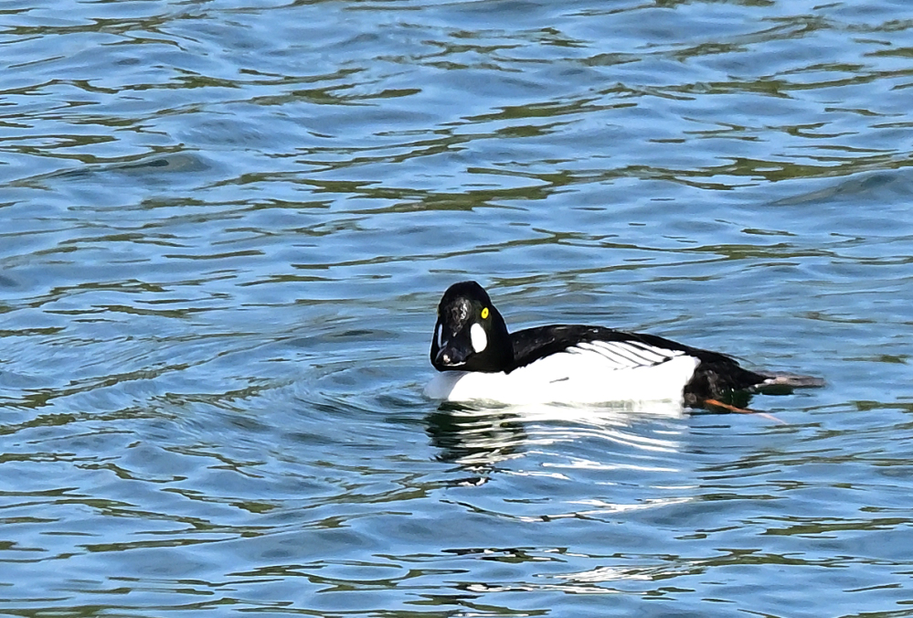 ROY_6706.JPG
