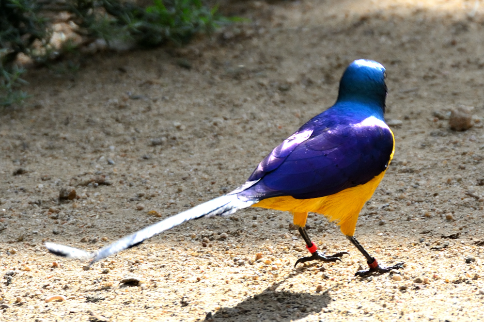 ROY_6719.JPG