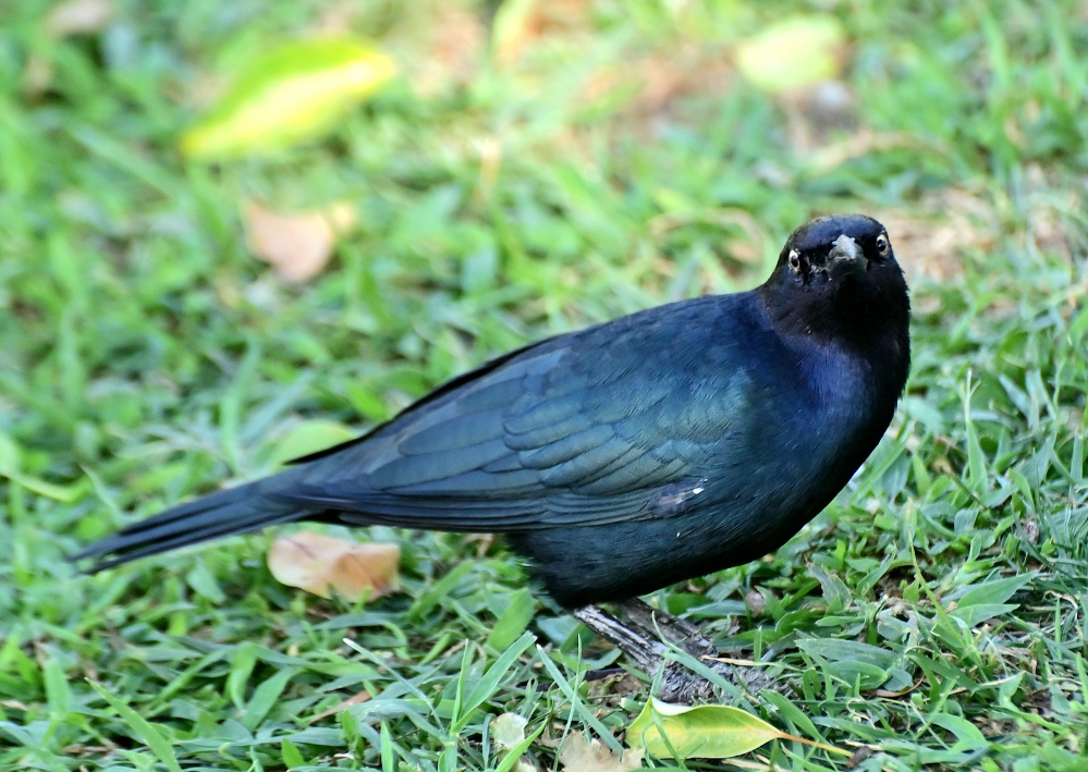 ROY_6804.JPG