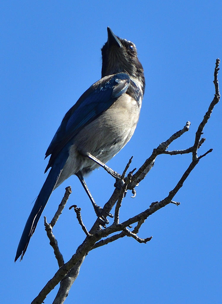 ROY_6815.jpg