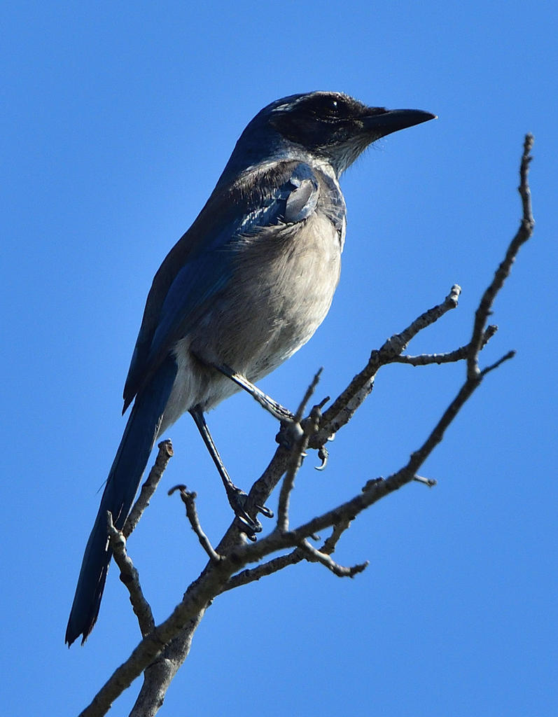 ROY_6820.jpg