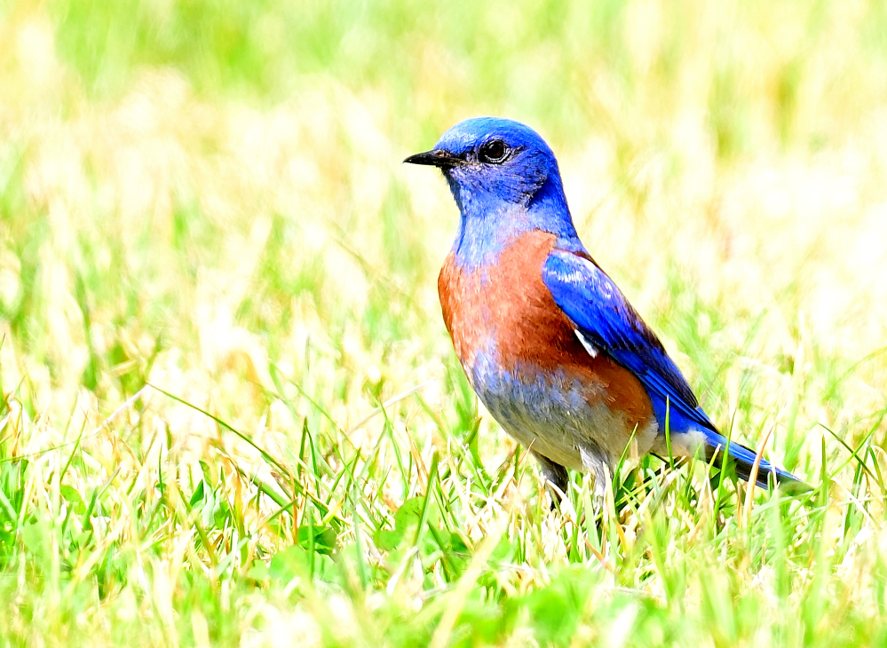 ROY_6822.JPG