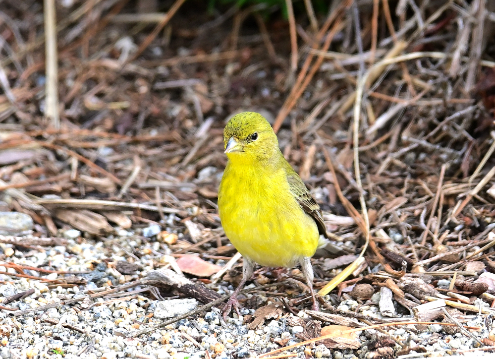 ROY_7039.JPG