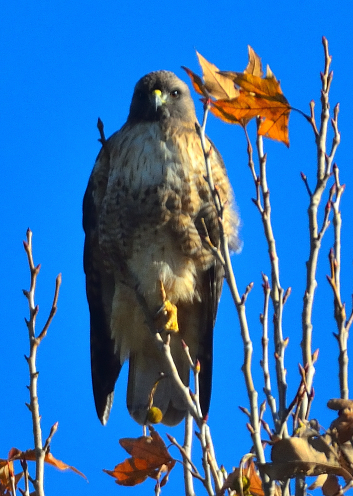 ROY_7093.JPG