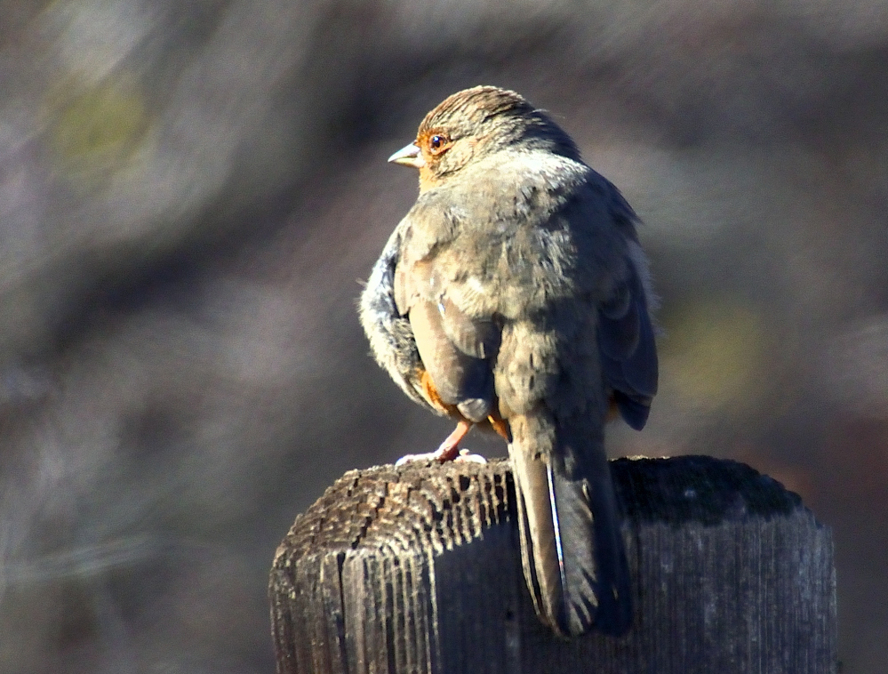 ROY_7204.JPG