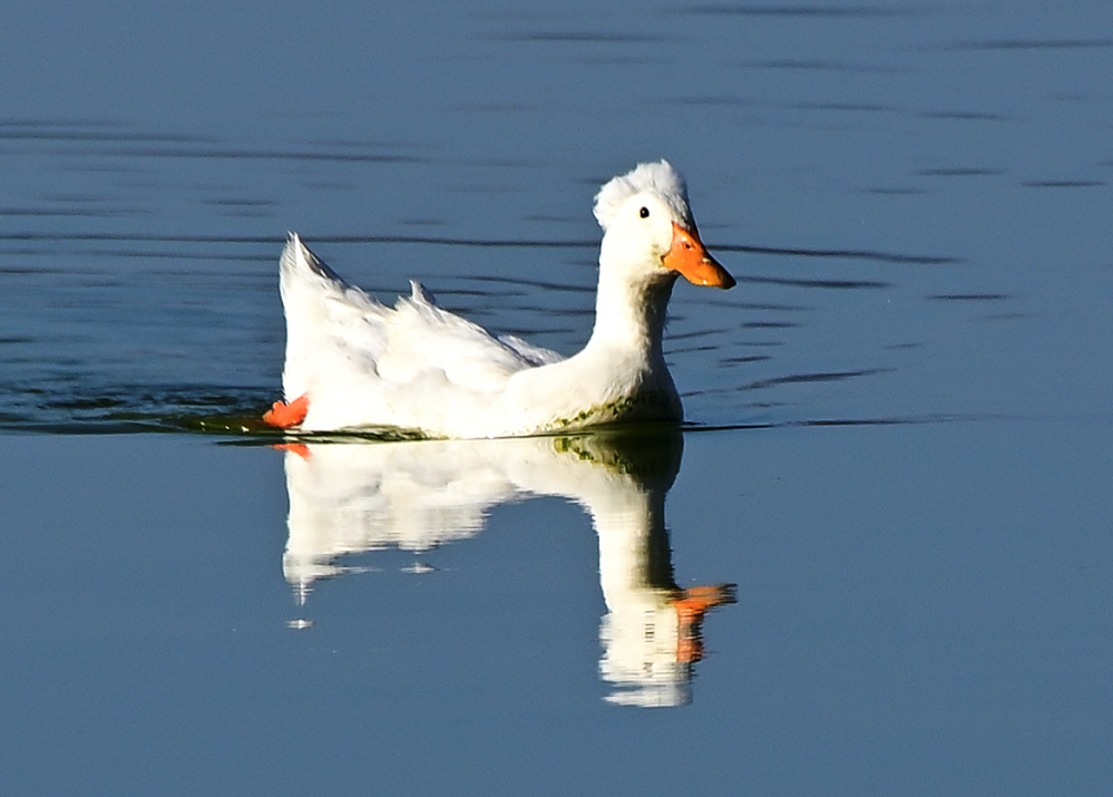 ROY_7277.JPG