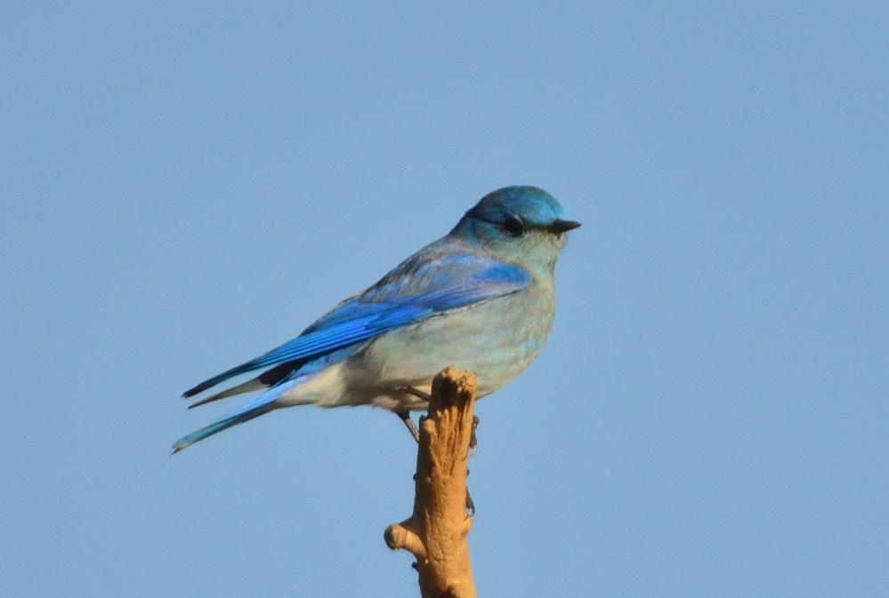 ROY_7381.JPG