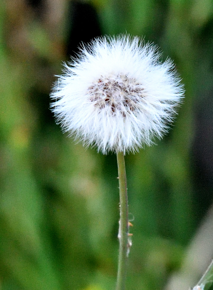 ROY_7490.JPG