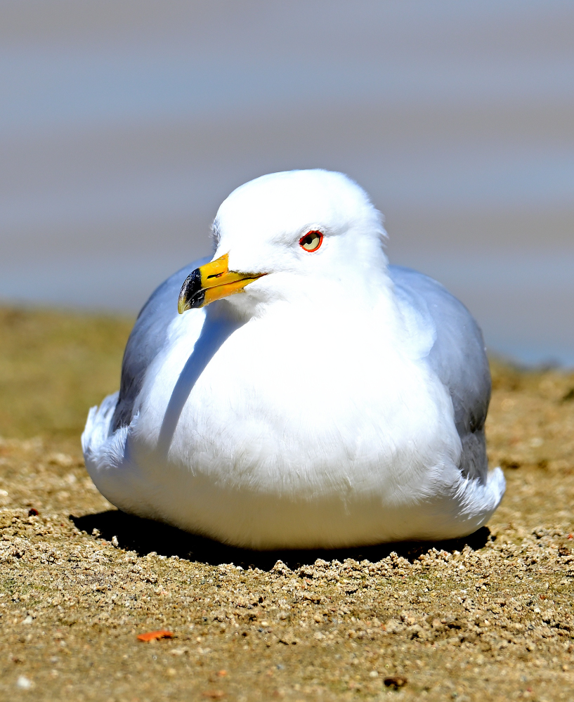 ROY_7715.JPG