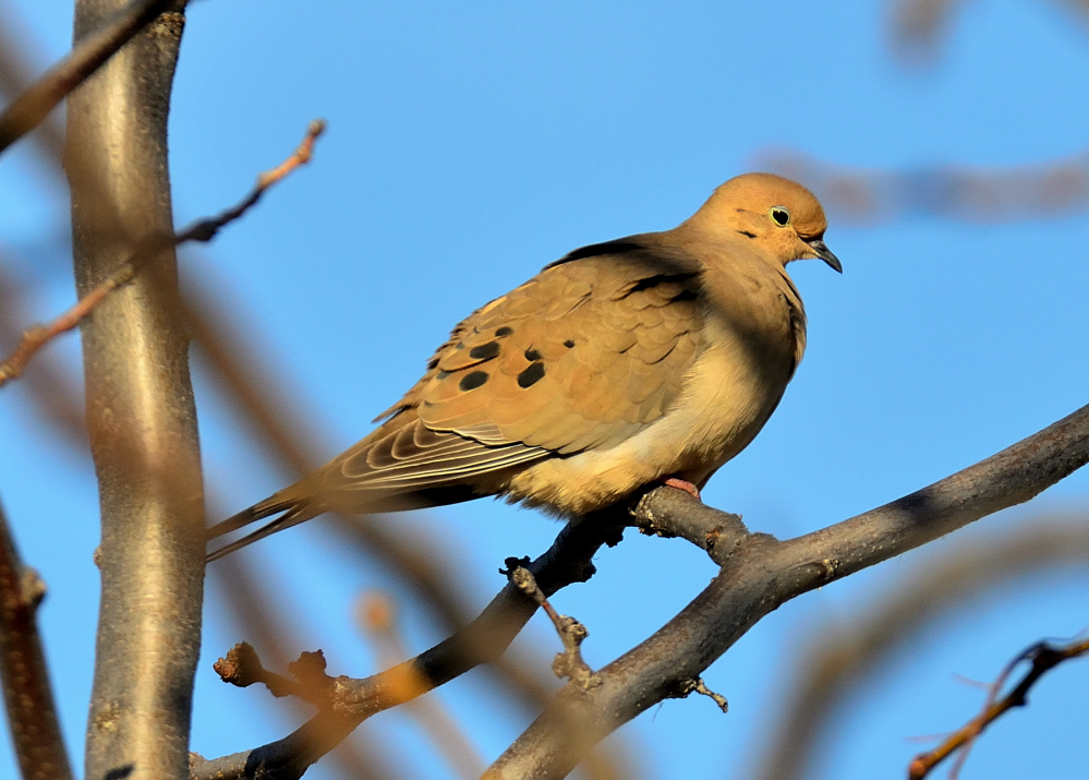ROY_7790_01.JPG
