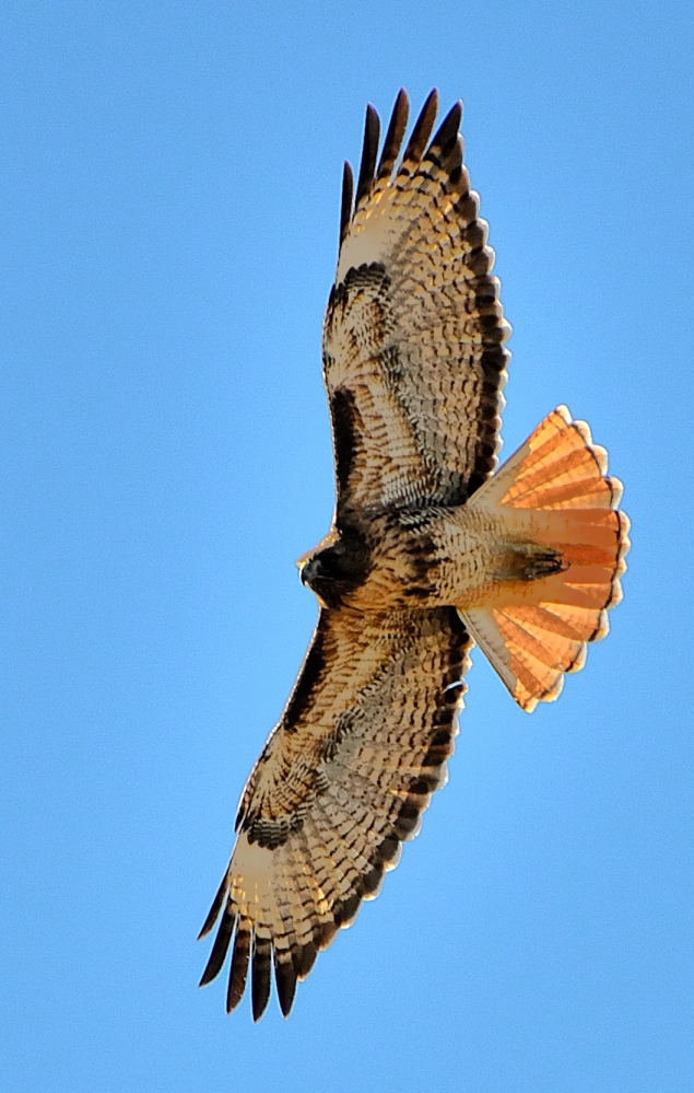 ROY_7910.JPG