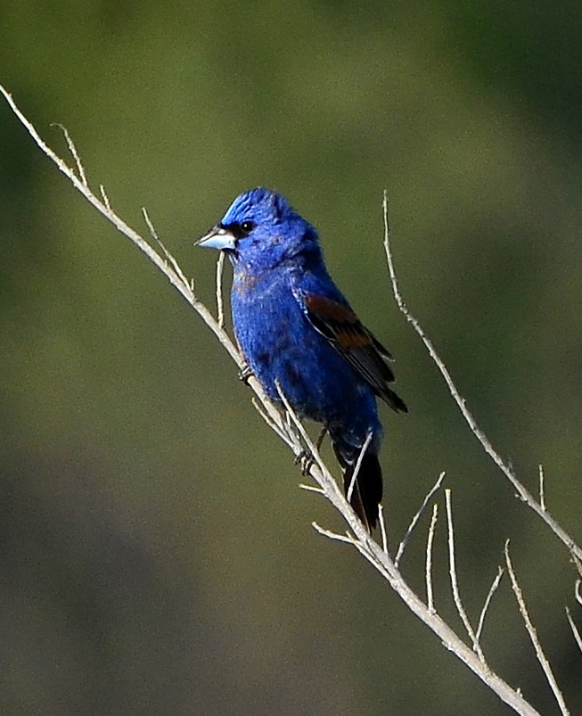 ROY_7939.JPG