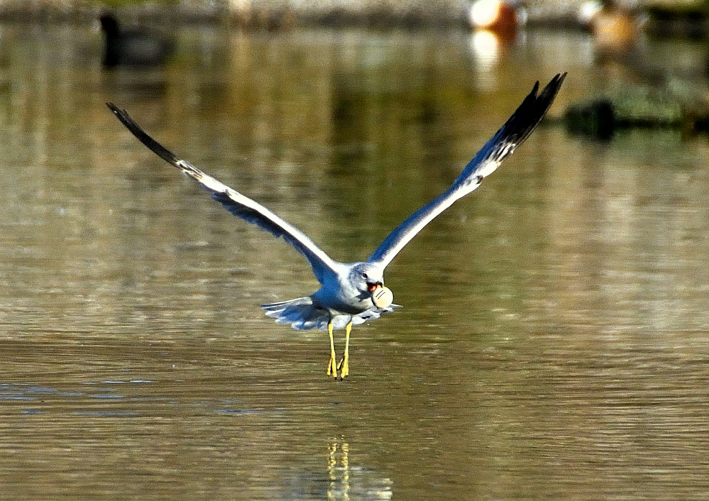 ROY_8039.JPG