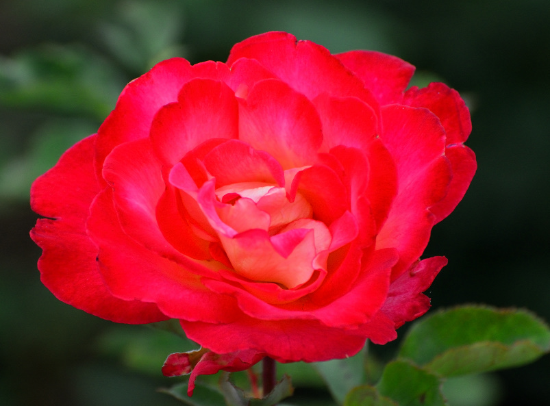 ROY_8042.JPG