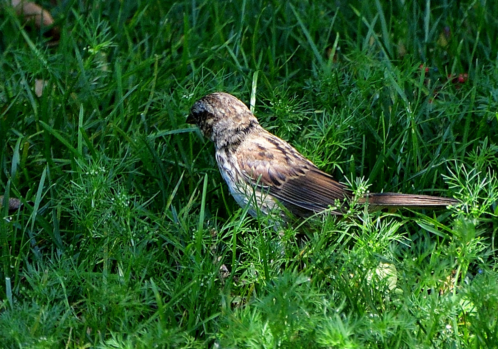 ROY_8104_01.JPG