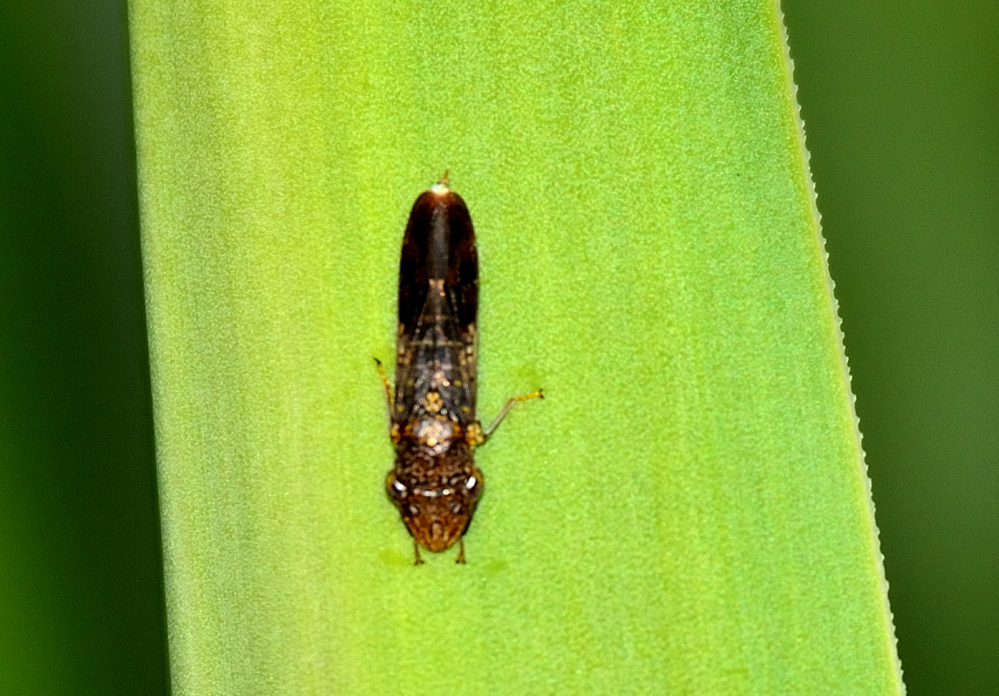 ROY_8164.JPG