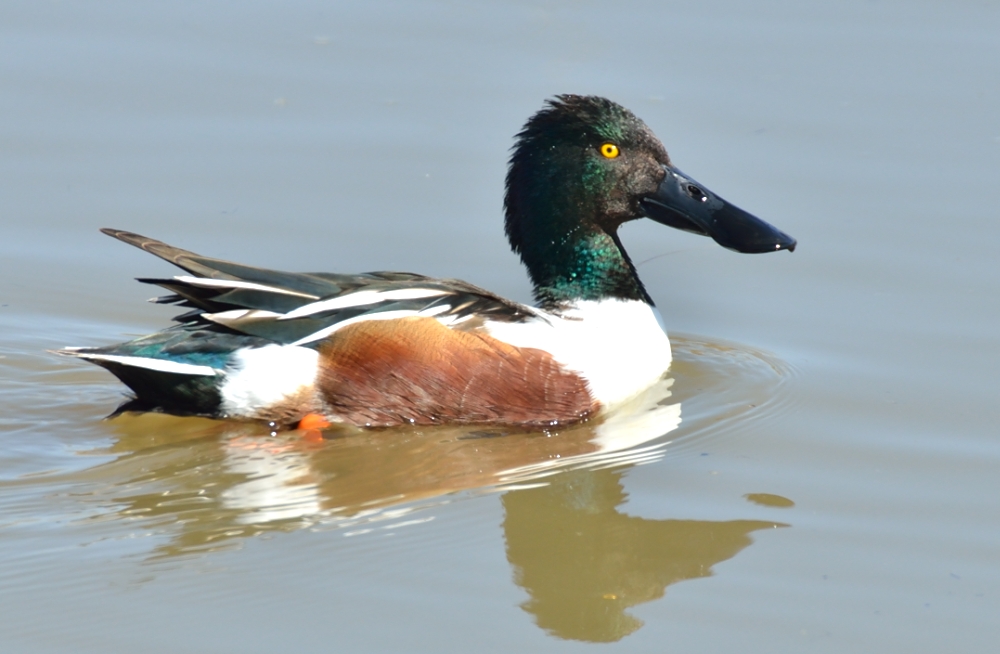 ROY_8190.JPG