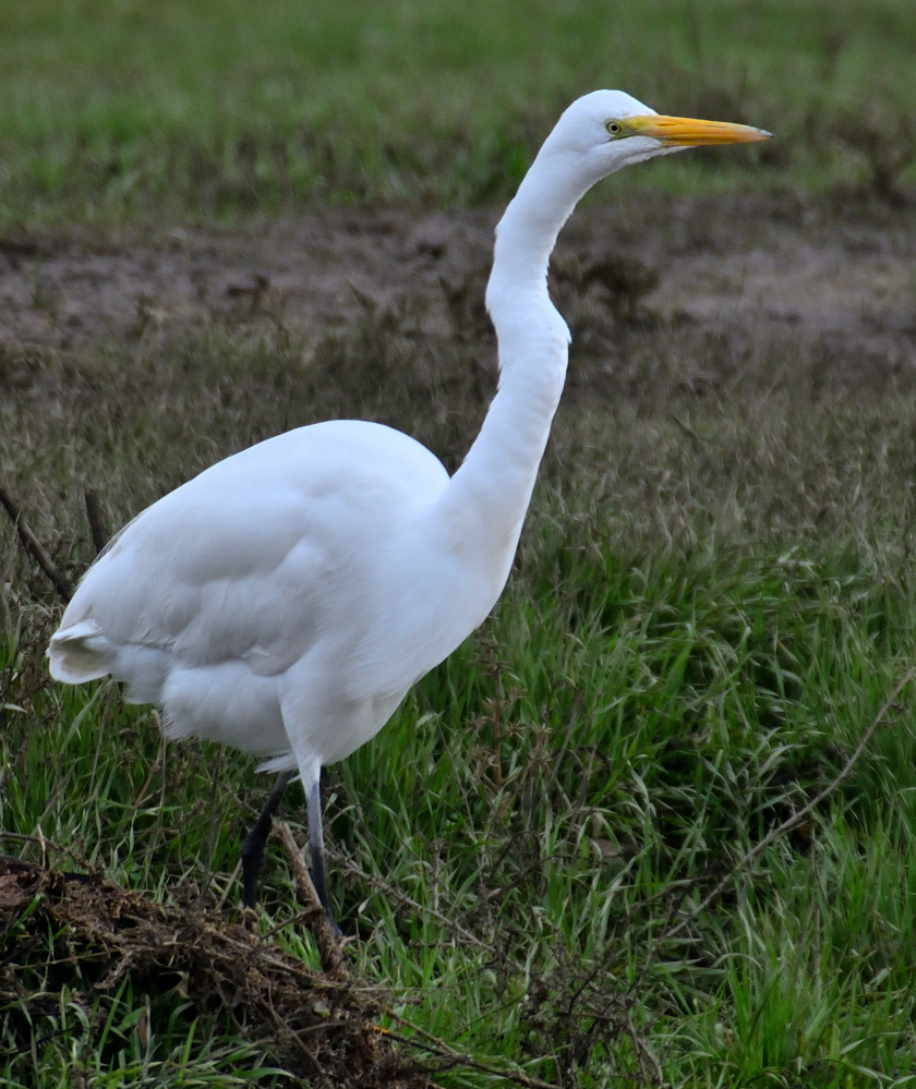 ROY_8290.JPG