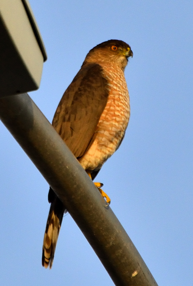 ROY_8778.JPG