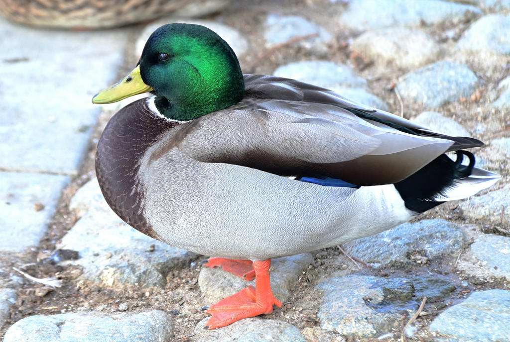 ROY_8796.jpg