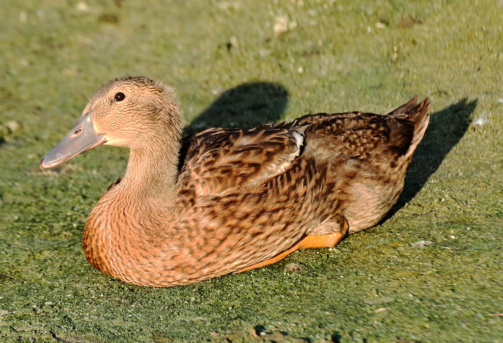 ROY_8802.jpg