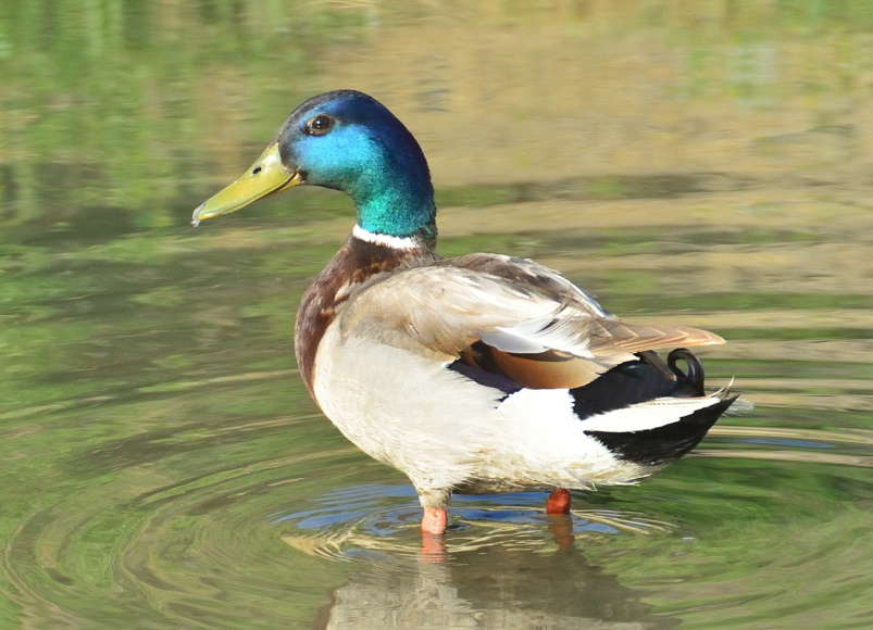 ROY_8864.JPG