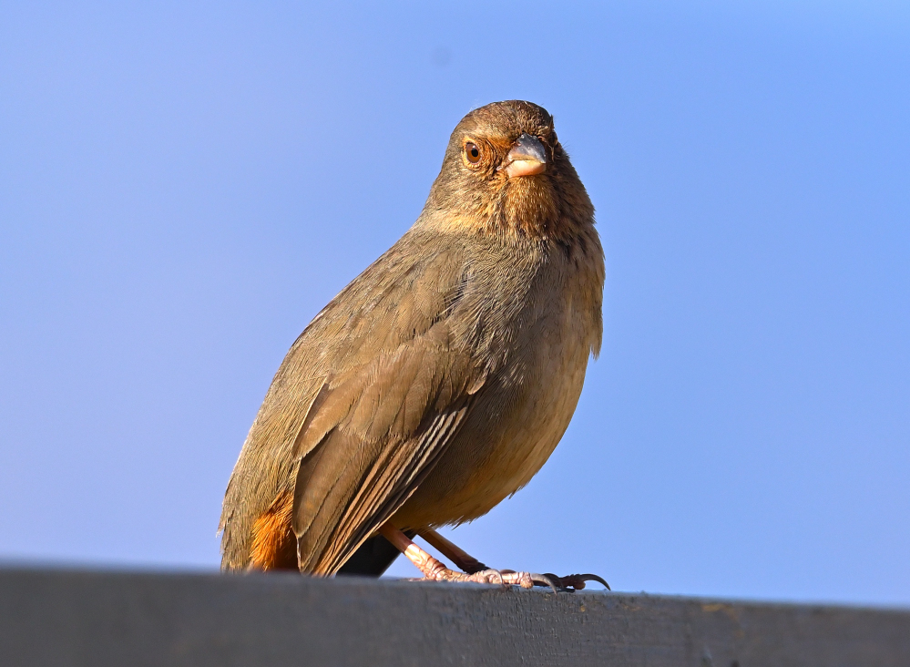 ROY_8906.JPG