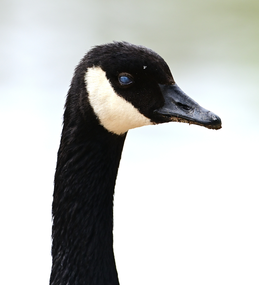 ROY_8986.JPG