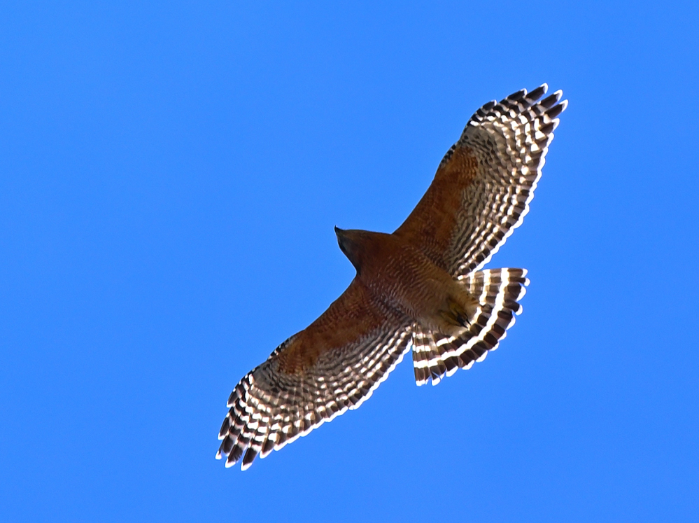 ROY_9056.JPG