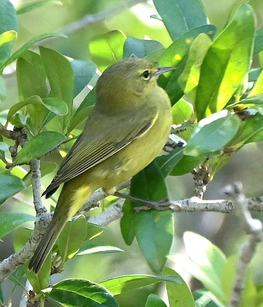 ROY_9090.jpg
