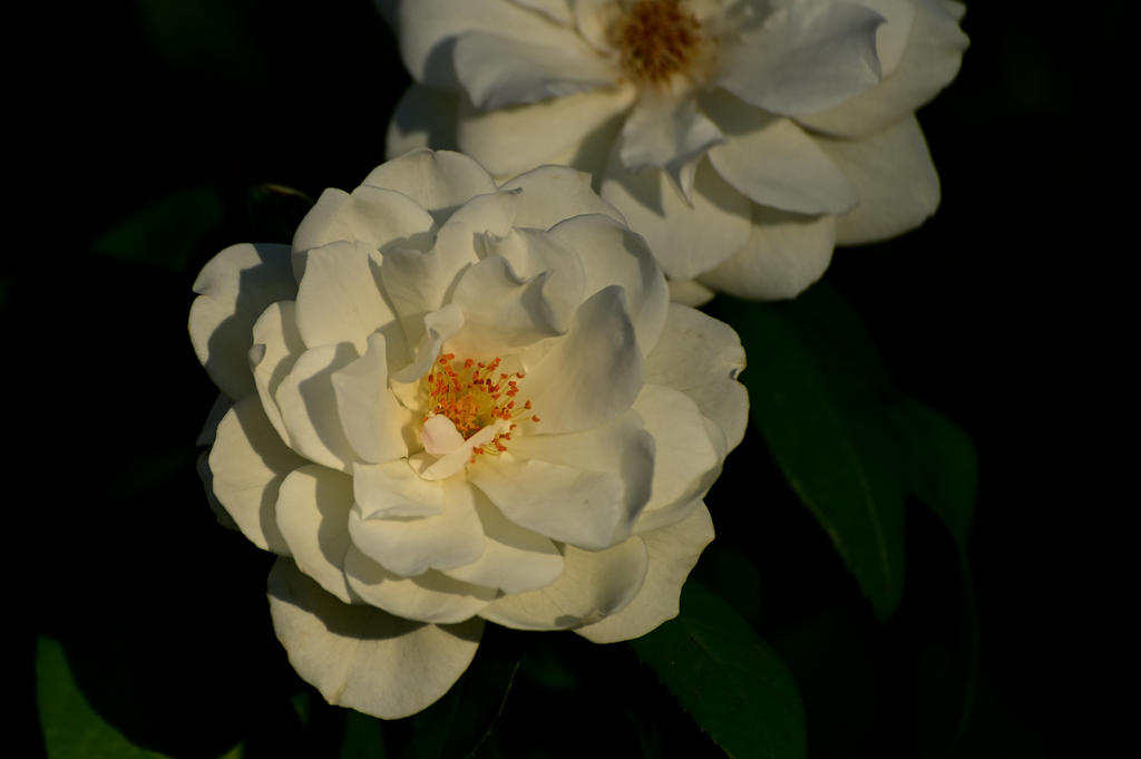 ROY_9258.jpg