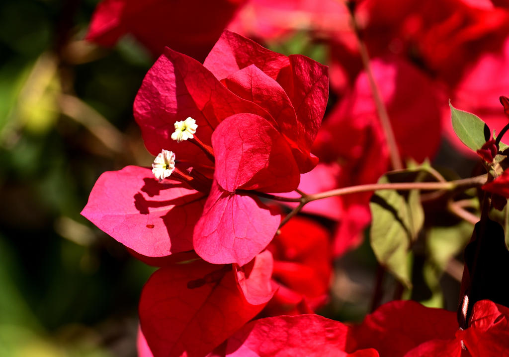 ROY_9286_01.jpg